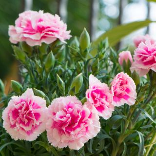 Extracto de Hoja de Clavel (Dianthus caryophyllus)