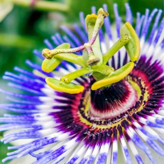 Extracto de Raíz de Pasiflora (Passiflora incarnata)